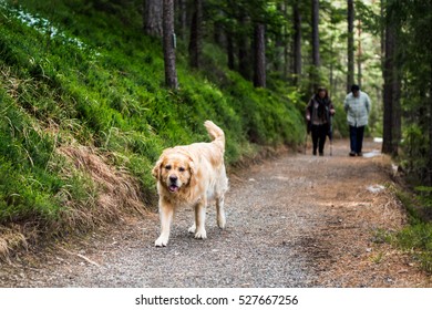 Middle Aged Couple Walking Their Dog Labrador Retriever In Forest.