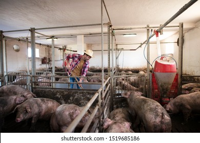 Middle Aged Farmer Cleaning At Pig Farm. Pigs All Around.