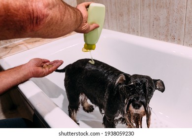 A middle aged man is shampooing his schnauzer dog at home to prevent flea and tick infestation - Shutterstock ID 1938059230