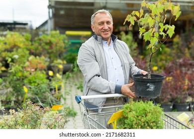 Middle Aged Man Shopping In Garden Center