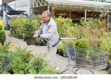 Middle Aged Man Shopping In Garden Center