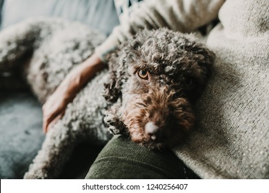 
Middle Aged Woman Hugging And Loving Her Sweet Spanish Water Dog On The Sofa Of Her Home. Pet Friendly. Lifestyle.