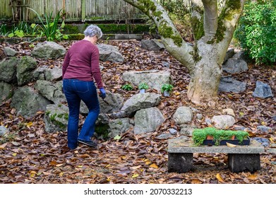 Middle Aged Woman Planting Groundcover Plants In A Fall Garden
