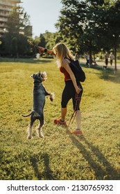 Middle Aged Woman Walking Her Dog In The Park And Playing Catch While Using Wooden Stick