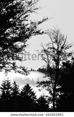 the middle of the cloud forest in black and white