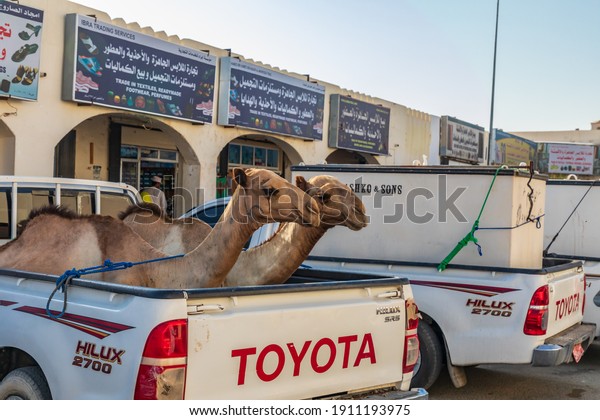 Middle East, Arabian Peninsula, Oman, Al Batinah\
South, Sinaw. Oct. 24, 2019. Camels in the back of a pick-up truck\
at the souk in Sinaw,\
Oman.