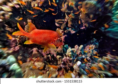 Middle East Egypt Red Sea, Basslets, Anthiadinae And Long Jawed Squirrelfish, Sargocentron Spiniferum