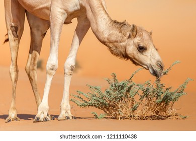 Middle eastern camel eating bush in a desert