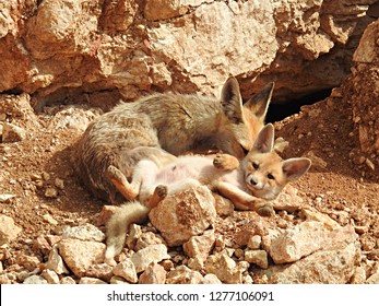 Middle Eastern Red Foxes, Mother Vixen And Her Kit (pup) In A Loving And Intimate Family Moment Of Grooming In Their Rocky Natural Habitat, By Their Burrow (Vulpes Vulpes Palaestina)    