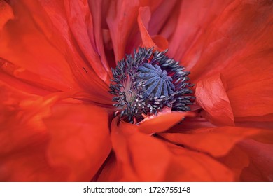 Middle Of Flyweight Red Poppy, Seed Box