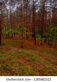 In the Middle of a Forest
