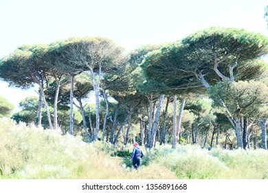 in middle of the forest