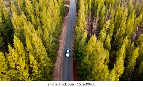 The middle of the forest