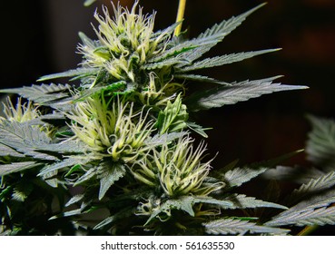 Middle Part Of Female Cannabis Plant On Black Background.