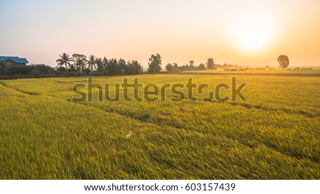 in the middle part of Thailand there have  many kind of rice grown in the fields