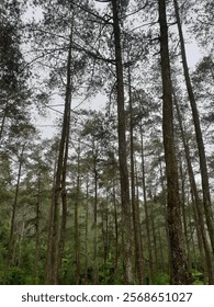 in the middle of pine forest rn!!!!