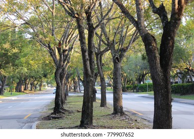 Middle road with trees