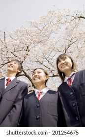 Middle School Boys And Girls Laughing Under Cherry Blossoms