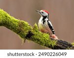 Middle spotted woodpecker Dendrocopos medius bird songbird wildlife nature predator cock o the north, beautiful animal mountain finch, animal, bird watching ornithology, wildlife Europe