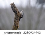 Middle spotted woodpecker (Dendrocoptes medius) Leon, Spain