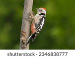 Middle spotted woodpecker - Dendrocoptes medius on tree at green background. Photo from Ognyanovo in Dobruja, Bulgaria.