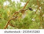 middle spotted woodpecker (Dendrocoptes medius) sequence flying with pine cone