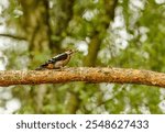 middle spotted woodpecker (Dendrocoptes medius) on a pine branch