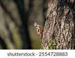 A Middle spotted woodpecker (Dendrocoptes medius) perched on the side of a Walnut tree.