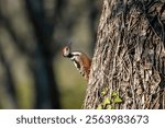 A Middle spotted woodpecker (Dendrocoptes medius) perched on the side of a Walnut tree.