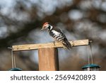 A Middle spotted woodpecker (Dendrocoptes medius) perched on a wooden post.