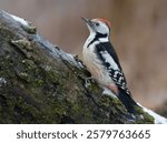 Middle spotted woodpecker (Dendrocoptes medius) sitting on a trunk in winter time 