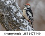 Middle spotted woodpecker (Dendrocoptes medius) sits on snow covered trunk in winter time 