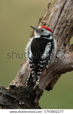 Similar – Image, Stock Photo Great Spotted Woodpecker