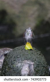 In the middle of turtle