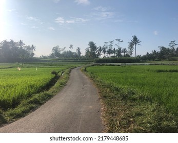 Middle Way Between Rice Field