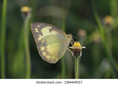 ฺีButterfly in the middle of the wings