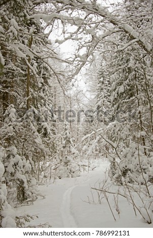 Snowgate. Nature Landscape