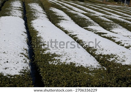  the middle of winter, a thin layer of snow accumulates on the tea leaves in the tea fields of Ikeda Town, Gifu Prefecture, creating an unusual sight.
