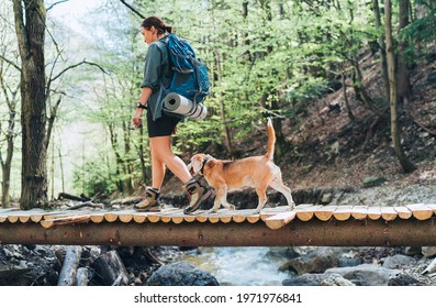 Middle-aged backpacker female with a backpack in trekking boots crossing mountain river bridge in the forest with her beagle dog. Traveling or trekking with pets concept image.