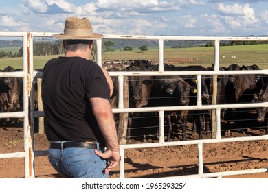 Middle-aged Farmer And Cattle Rancher Observes An Aberdeen Angus Livestock Confinement In Brazil