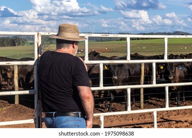 Middle-aged Farmer And Cattle Rancher Observes An Aberdeen Angus Livestock Confinement In Brazil