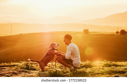 Middle-aged man dressed light white sweater and jeans shorts walking with his beagle dog during sunset evening time. They playing on the just mowing grass meadow. Pets as family members concept image, - Powered by Shutterstock