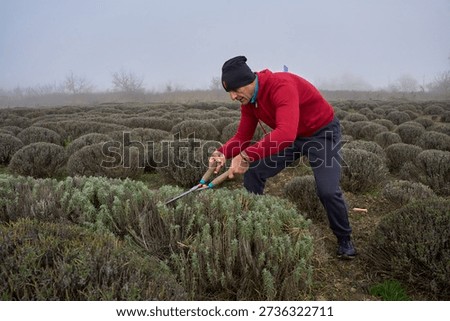 Middle-aged man using hand shears to prune lavender plants in foggy agricultural field