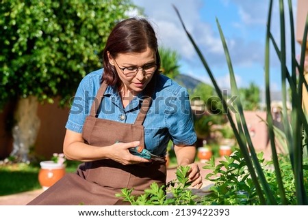 Middle-aged woman in the garden picking mint herbs for food and drink.