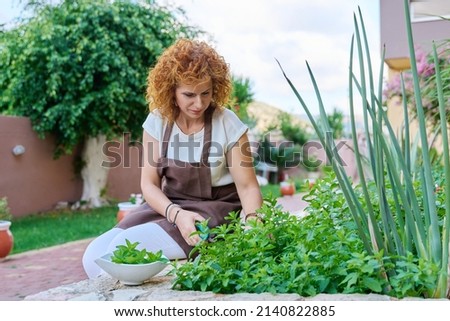 Middle-aged woman in the garden picking mint herbs for food and drink.