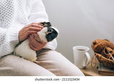 A middle-aged woman holds a guinea pig in her arms. Pet therapy, care and grooming. Human-Animal Relationship