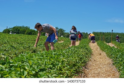 Middlefield, CT / USA - June 9, 2019: Family going strawberry picking at Lyman's Orchards