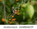 The middle-spotted woodpecker (Dendrocoptes medius) is a black and white wild bird from Europe. A male perches in a cherry tree in summer to eat the red cherries. Birdwatching and ornithology
