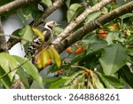 The middle-spotted woodpecker (Dendrocoptes medius) is a black and white wild bird from Europe. A male perches in a cherry tree in summer to eat the red cherries. Birdwatching and ornithology