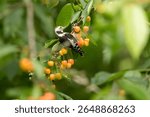 The middle-spotted woodpecker (Dendrocoptes medius) is a black and white wild bird from Europe. A male perches in a cherry tree in summer to eat the red cherries. Birdwatching and ornithology